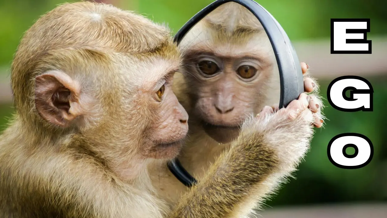 A monkey staring at itself in the mirror